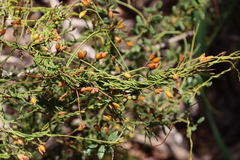 Cassytha glabella dispar