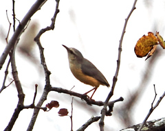 Sylvietta rufescens pallida