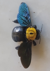 Xylocopa aestuans