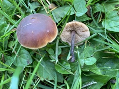 Macrocystidia cucumis cucumis
