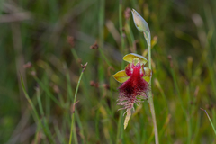 Calochilus grandiflorus
