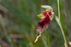 Calochilus grandiflorus