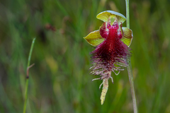 Calochilus grandiflorus