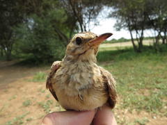 Anthus vaalensis exasperatus