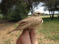Anthus vaalensis exasperatus