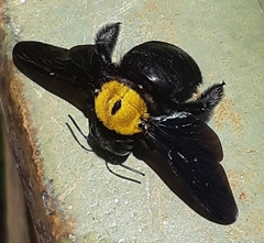 Xylocopa aestuans