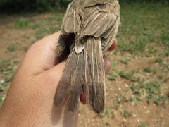 Anthus vaalensis exasperatus
