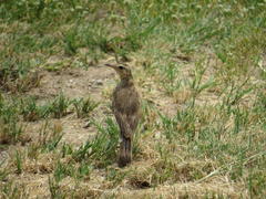 Anthus vaalensis exasperatus