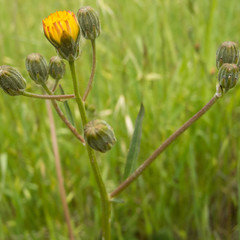 Crepis vesicaria taraxacifolia