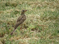 Anthus vaalensis exasperatus