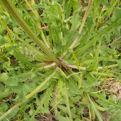 Crepis vesicaria taraxacifolia