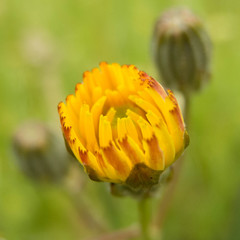 Crepis vesicaria taraxacifolia