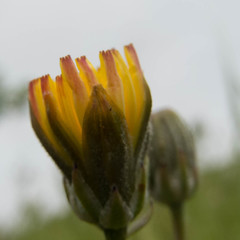 Crepis vesicaria taraxacifolia
