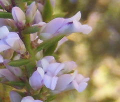 Muraltia juniperifolia