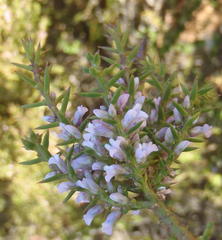 Muraltia juniperifolia