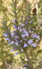 Muraltia juniperifolia
