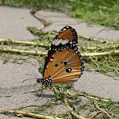Danaus chrysippus