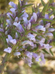 Muraltia juniperifolia