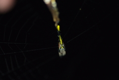 Arachnura simoni