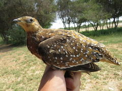 Pterocles burchelli