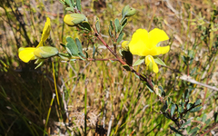 Gompholobium virgatum