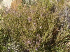 Muraltia juniperifolia