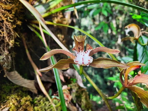 Red-stem Cymbidium
