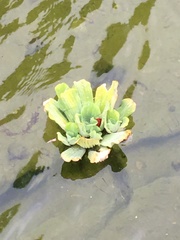 Pistia