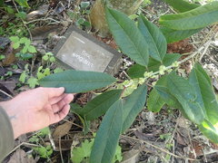 Ilex kingiana