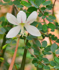 Bauhinia natalensis