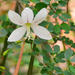 Bauhinia natalensis - Photo (c) Igmar Grewar,  זכויות יוצרים חלקיות (CC BY-NC), הועלה על ידי Igmar Grewar