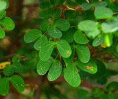 Bauhinia natalensis