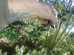 Ilex pernyi