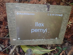 Ilex pernyi
