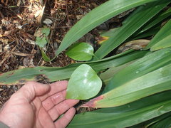 Cardiocrinum giganteum