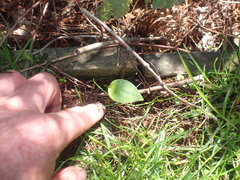 Cardiocrinum giganteum