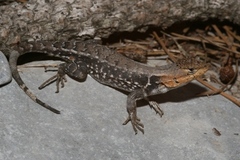 Sceloporus parvus