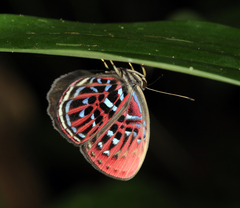 Paralaxita damajanti