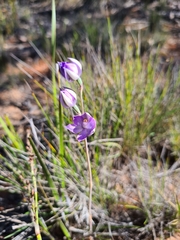 Thelymitra alcockiae