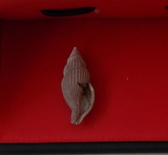 Colubraria