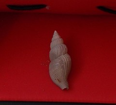 Colubraria