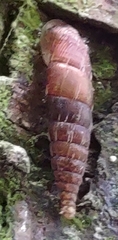Alinda biplicata
