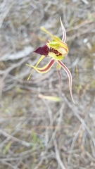 Caladenia stricta