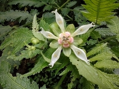 Nasa triphylla rudis