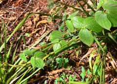 Dioscorea dregeana