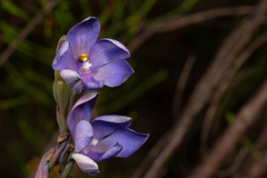 Thelymitra purpurata