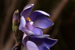 Thelymitra purpurata