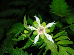 Nasa triphylla rudis