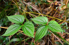Dioscorea dregeana