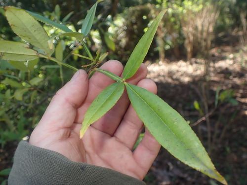 Zanthoxylum armatum iNat (2)